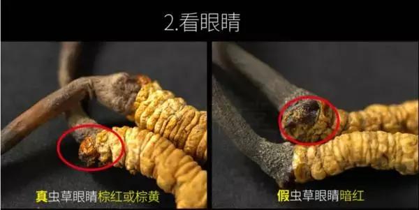 冬虫夏草补肾,冬虫夏草补肾益肺功效