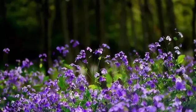 紫荆花路南京,紫荆花路昆明