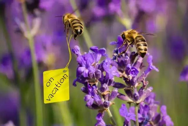 浙江一片夏季花海，带你在炎炎夏日赏花、美拍尽享自然清凉~