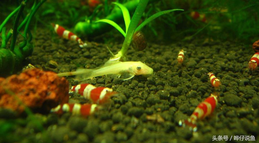 观赏虾观赏鱼,观赏鱼观赏虾