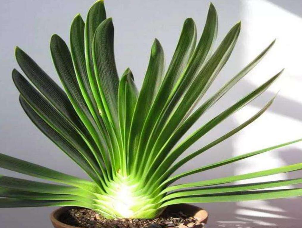 君子兰根长得慢,君子兰下垂不直