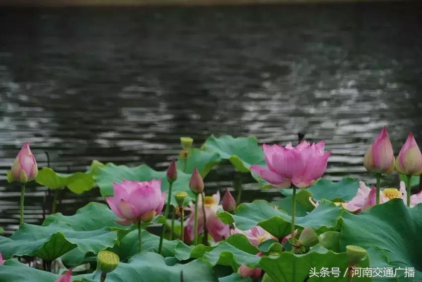 郑州哪里可以入夏赏荷,郑州最佳赏荷地来了