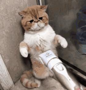 代购香水被拒绝,国外代购香水被拒