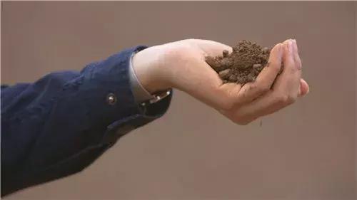 我为家乡代言坡头,我为家乡农产品代言苹果