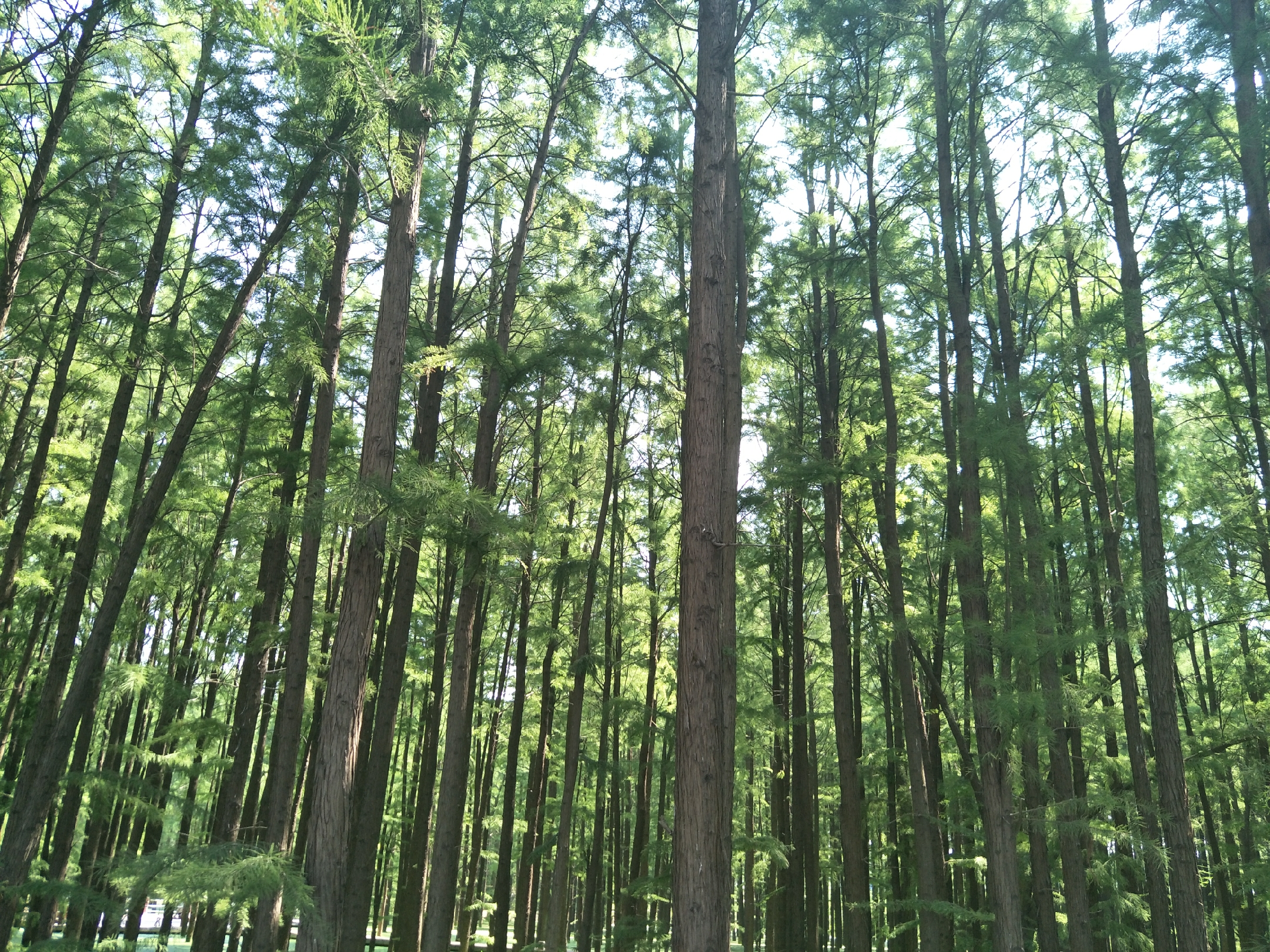 新蔡一个五湖环绕的生态水城,新蔡生态水城宣传片