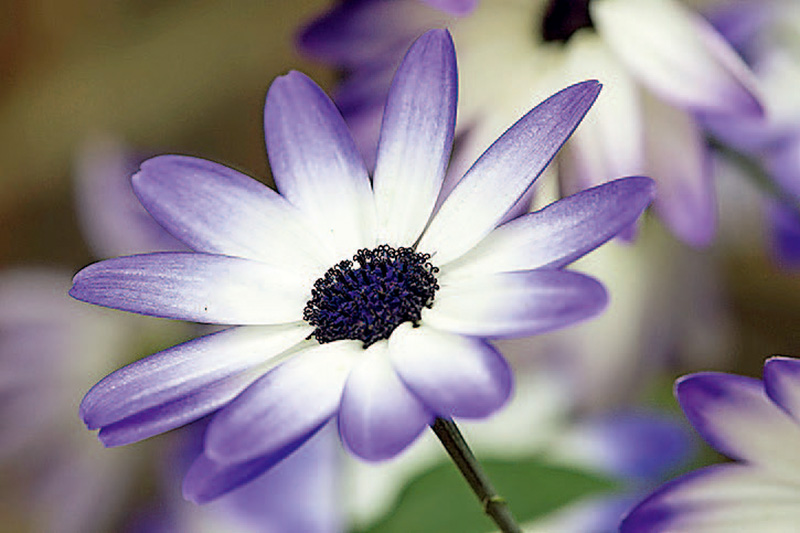 单反入门相机推荐,入门数码单反相机