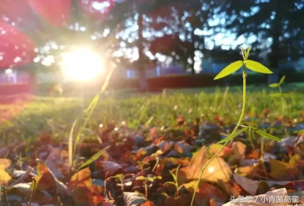 美丽的云南师范大学,美丽的云南曲靖