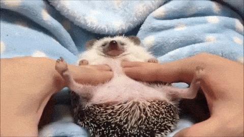 萌爆了！抖音同款蠢萌刺猬，赶紧入手一只撸撸撸！