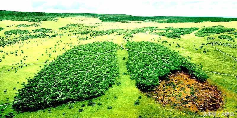 地球森林增加10倍后会发生什么,地球森林减少了吗