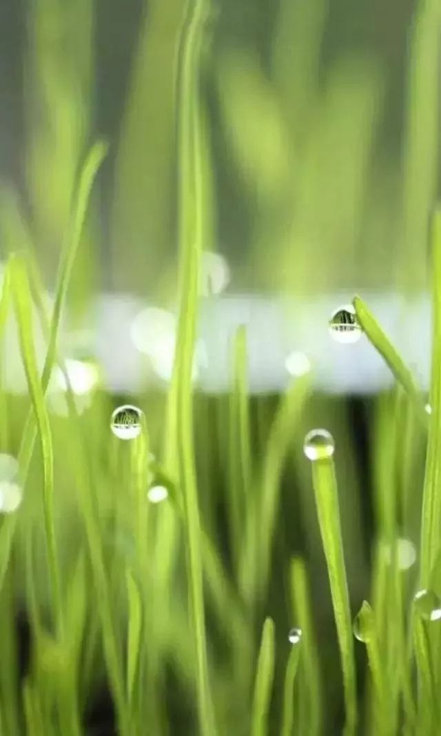 微信聊天护眼背景图高清大图,护眼背景图微信聊天背景