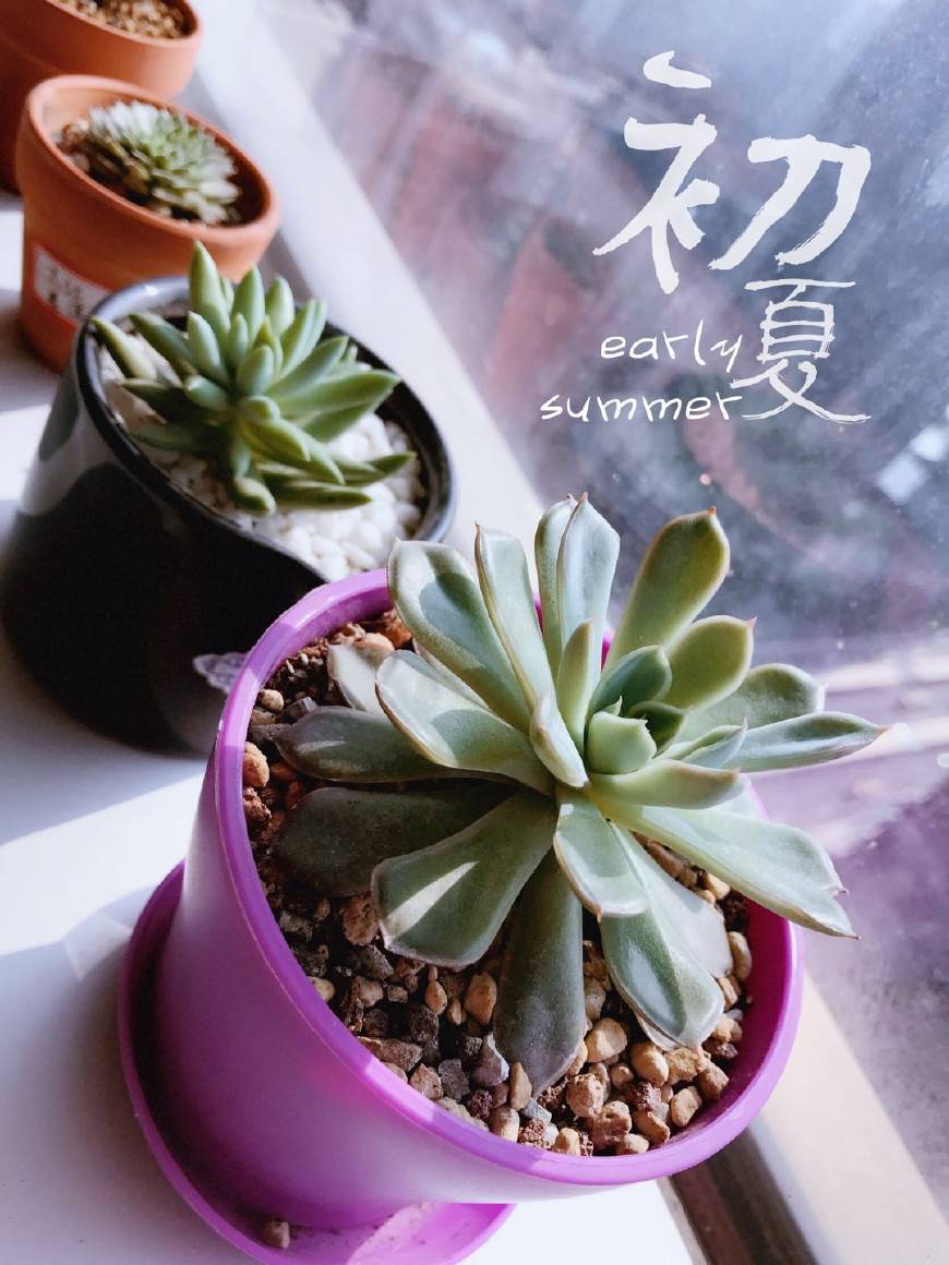 怎样才能把多肉植物养好,多肉植物要怎么种