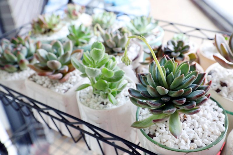 怎样才能把多肉植物养好,多肉植物要怎么种