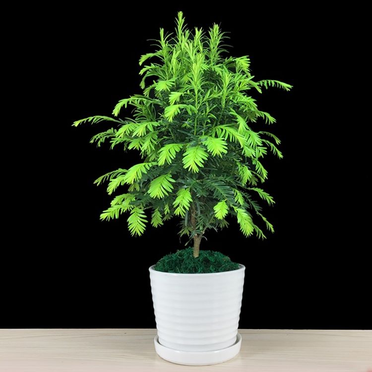 防蚊植物什么盆栽驱蚊子最有效,适合夏天驱蚊的盆栽