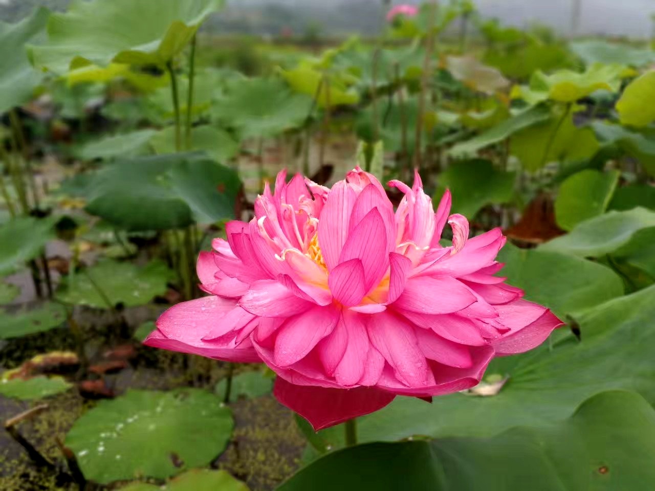 夏日赏月赏夜，不如赏花荷，这里“十里荷花一个村”