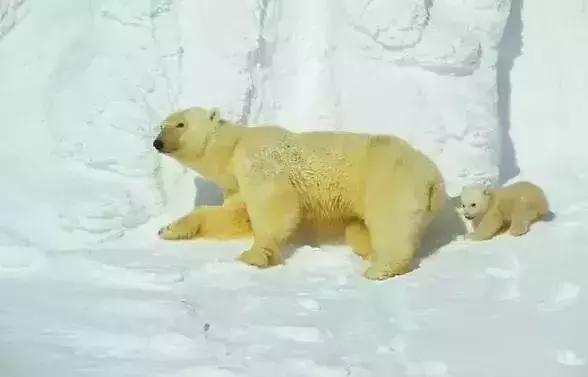 探索自然的纪录片推荐,七部神级自然纪录片你看过几部