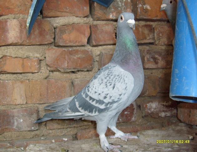 鸽子受惊不归巢怎么办,怎么才能让鸽子特别恋巢