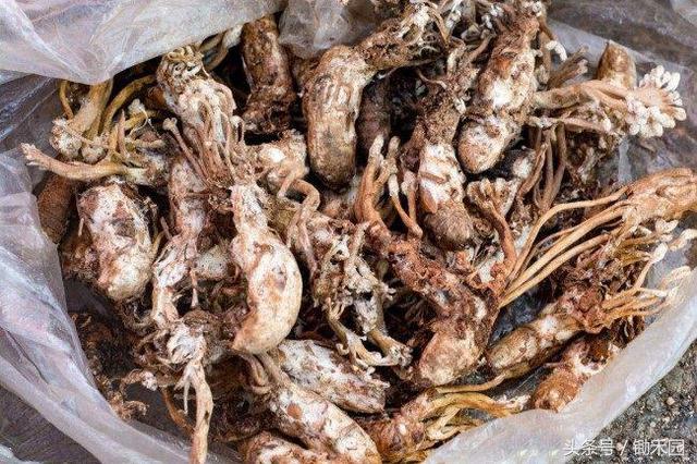 这里的农民上山不挖竹笋，只找这种半花半虫的它，能卖300多一斤