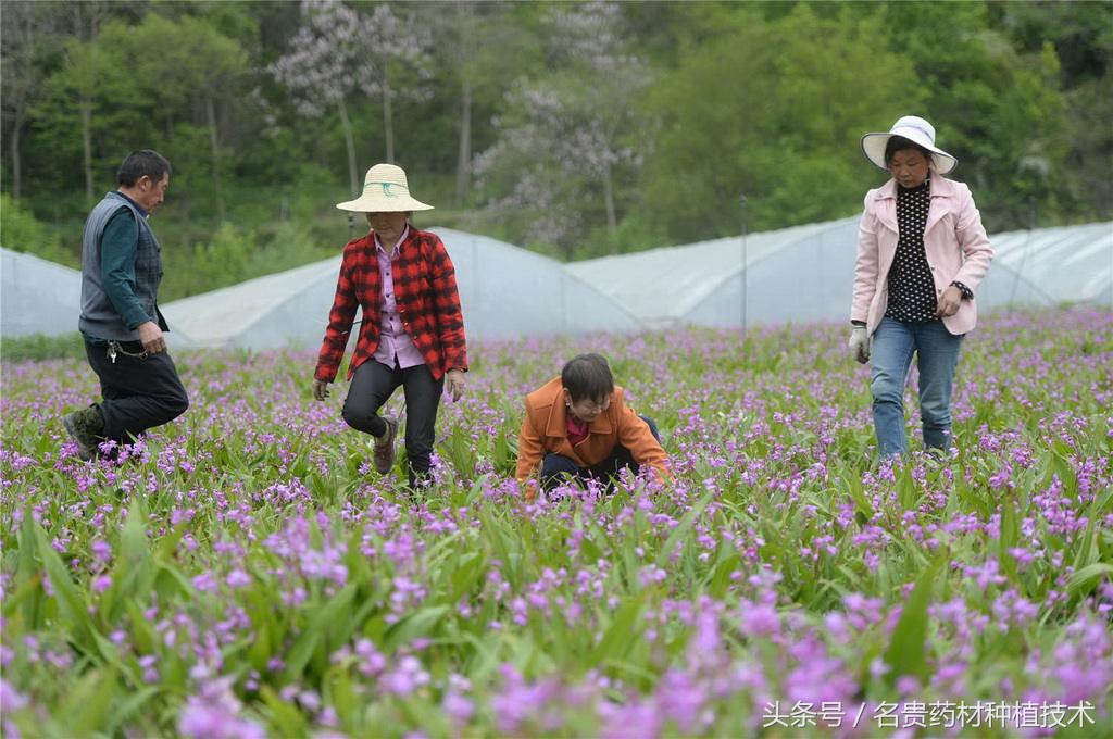 种植致富经一亩能赚多少钱,农业一亩收益30000种植什么