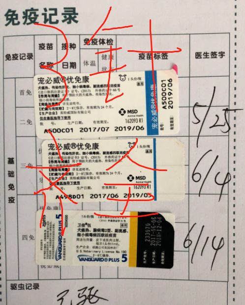 打完三针疫苗的拉布拉多,幼犬三针疫苗里面有没有细小疫苗