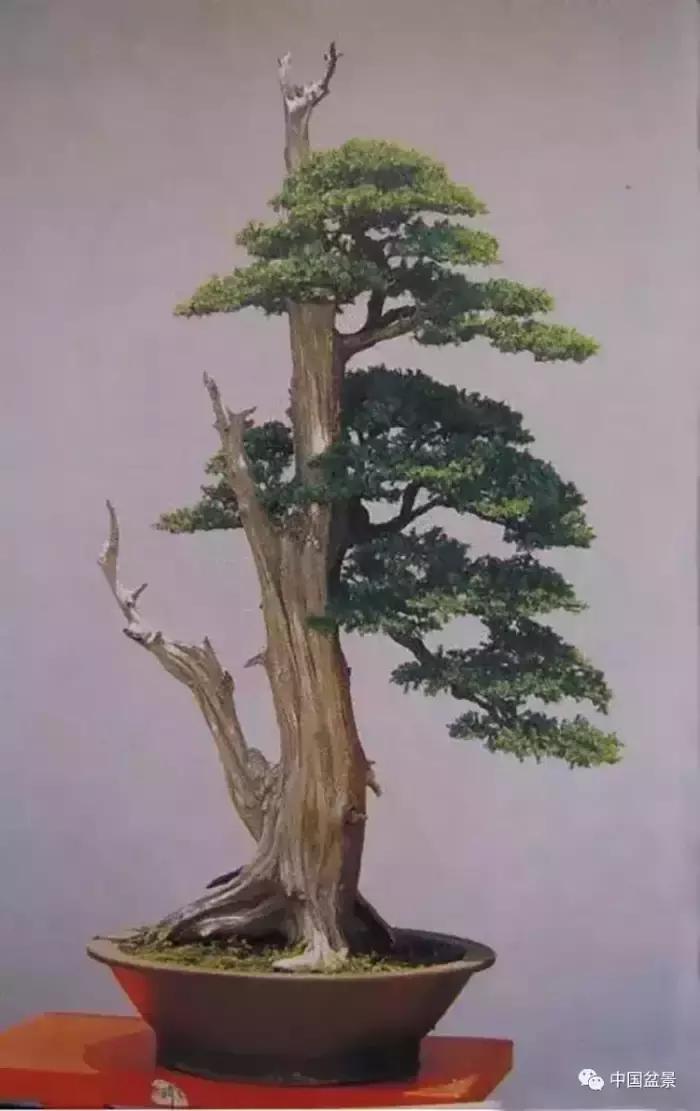 盆景欣赏一枝一叶,一组双杆盆景作品欣赏