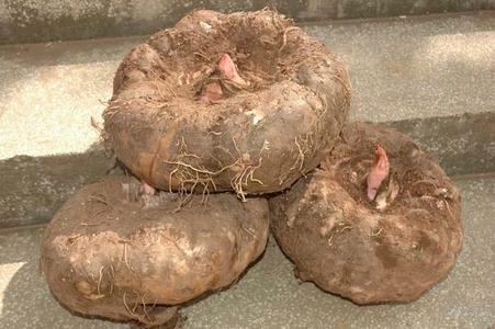 得了脂肪肝还能喝什么,得了脂肪肝可以吃中药调理吗