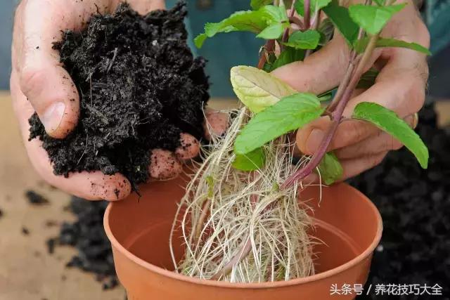 阳台薄荷种植方法视频,怎么让盆栽薄荷快速繁殖