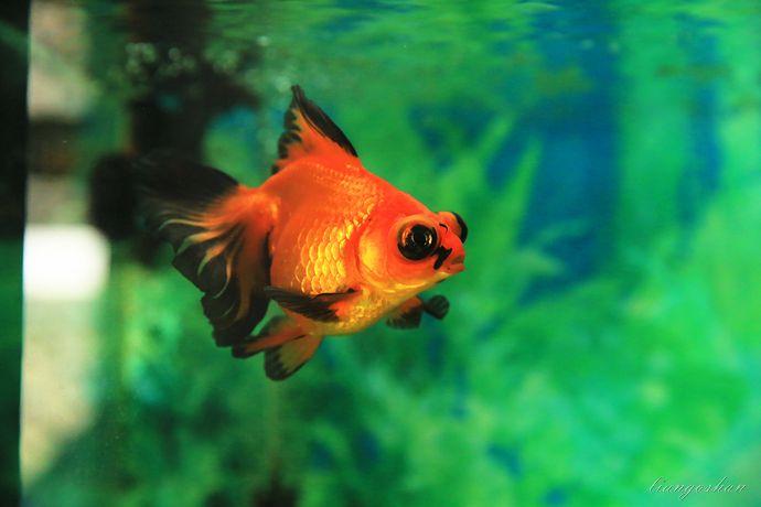 养鱼里面的金鱼病了怎么办,怎么预防金鱼得鱼病