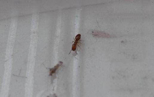 怎么杀蚂蚁家里好多蚂蚁,哪种蚂蚁药能彻底消灭家里的蚂蚁