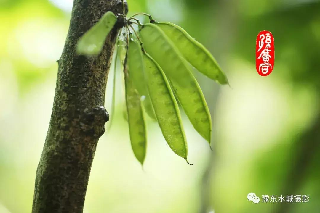 豫东水城摄影——老子故里鹿邑人文自然百科(五)