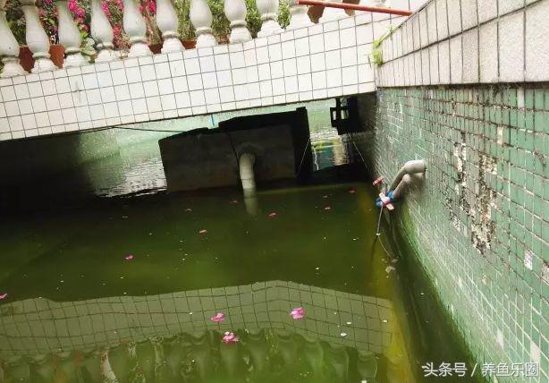 锦鲤池养鱼过滤系统,锦鲤池有了净化池还要增氧