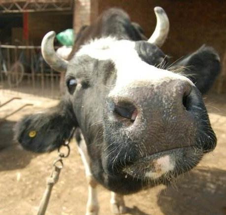 牛瘤胃积食胀气放气的正确部位,牛瘤胃胀气如何治疗