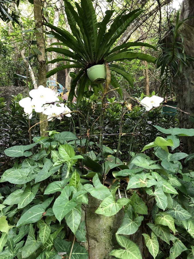 带你到三亚感受不一样的美食美景,三亚之行怎能错过这些美食和美景
