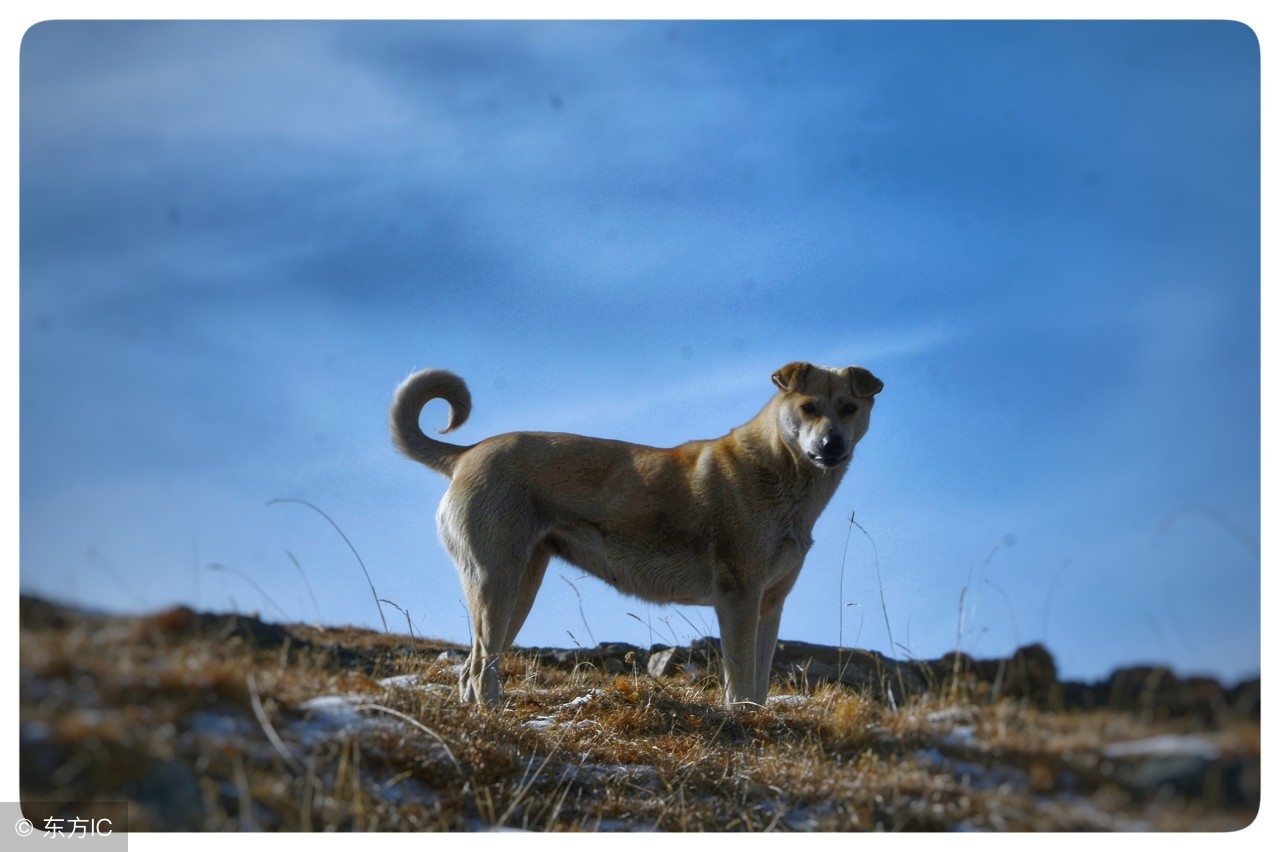 属狗的和属兔的生肖合吗,属兔为什么要配带狗的生肖