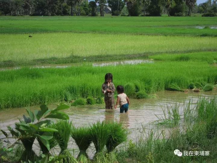 柬埔寨人真实生活视频,柬埔寨普通人生活的图片