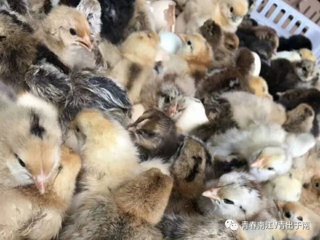 「青春扶贫示范项目」女大学生回乡创业带领乡亲致富——南江县远霖畜禽养殖专业合作社负责人蒋超群创业故事（第8期）