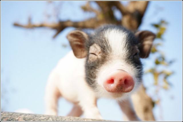 艺术与历史：《西游记》中的猪八戒，是一头白猪还是一头黑猪？