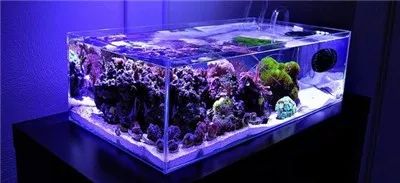 海缸降亚硝酸盐最快方法,硝酸盐中毒急救