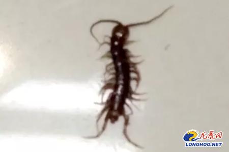 男子熟睡后蟑螂爬进耳道,男子被蜈蚣爬进耳朵里