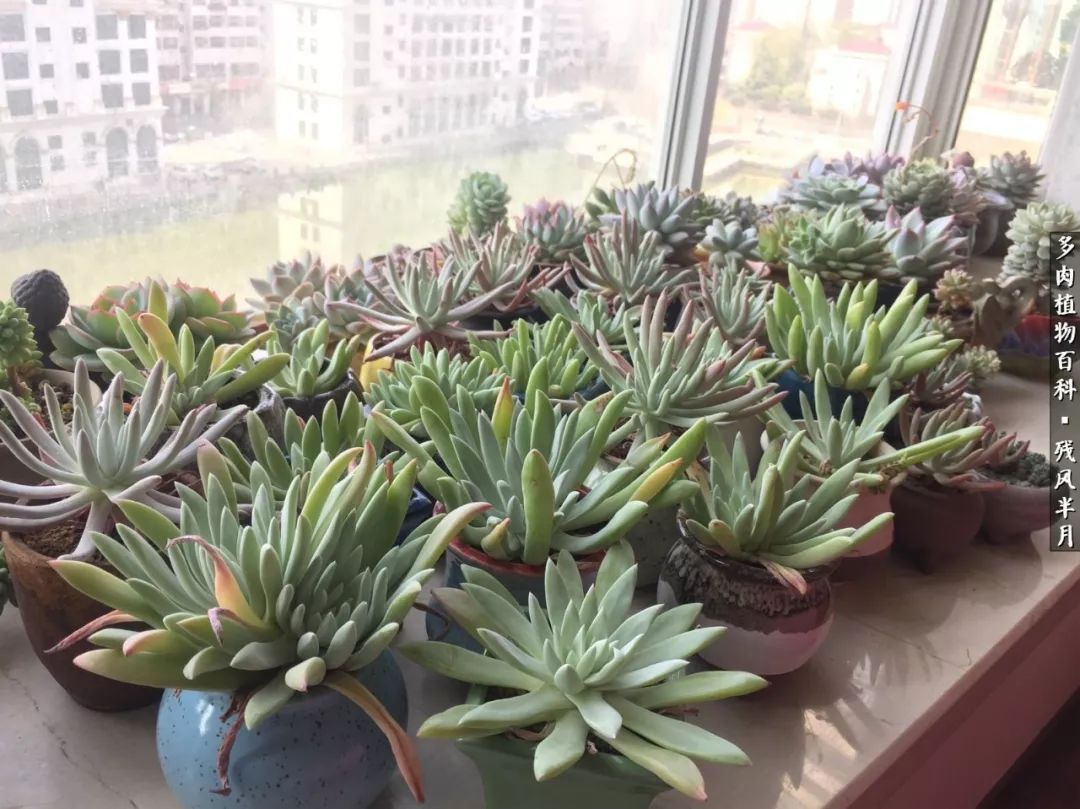 在多肉中治愈生活,养多肉生活中的快乐源泉