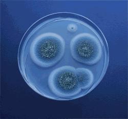 这些细胞害死了主人之后，又在实验室里繁殖了18000代