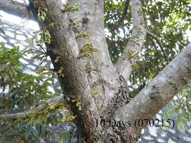 榴莲生长全过程,榴莲的生长全过程见证