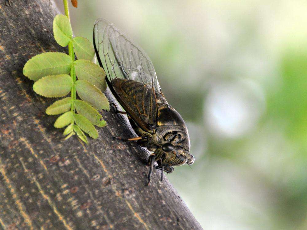 夏天的昆虫科普知识,夏天的昆虫阅读理解