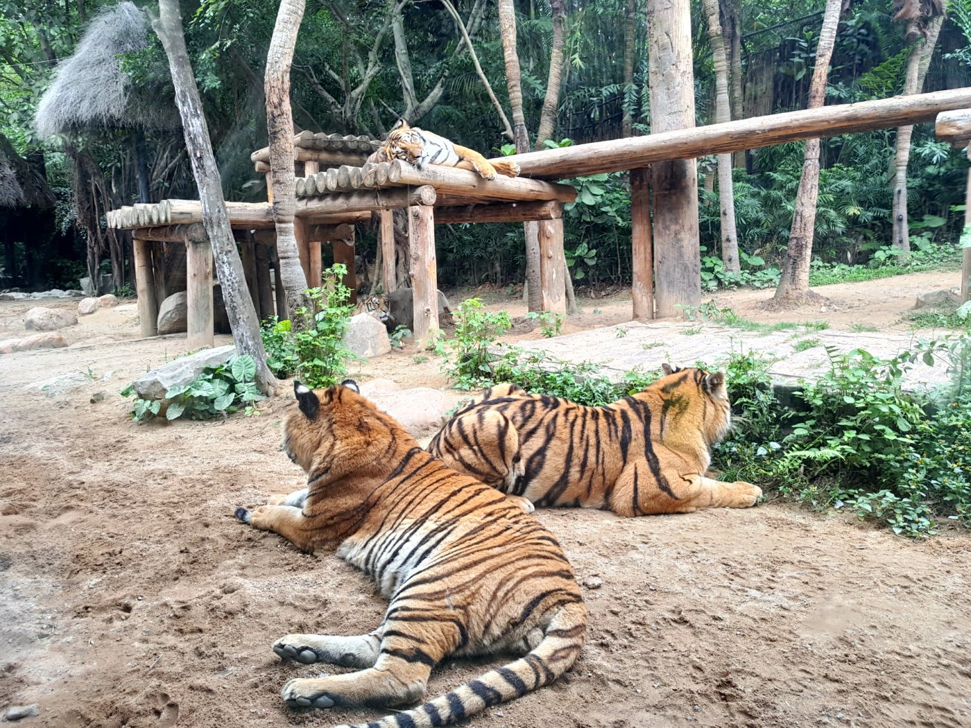 广州长隆野生动物世界旅游攻略,广州长隆野生动物王国攻略