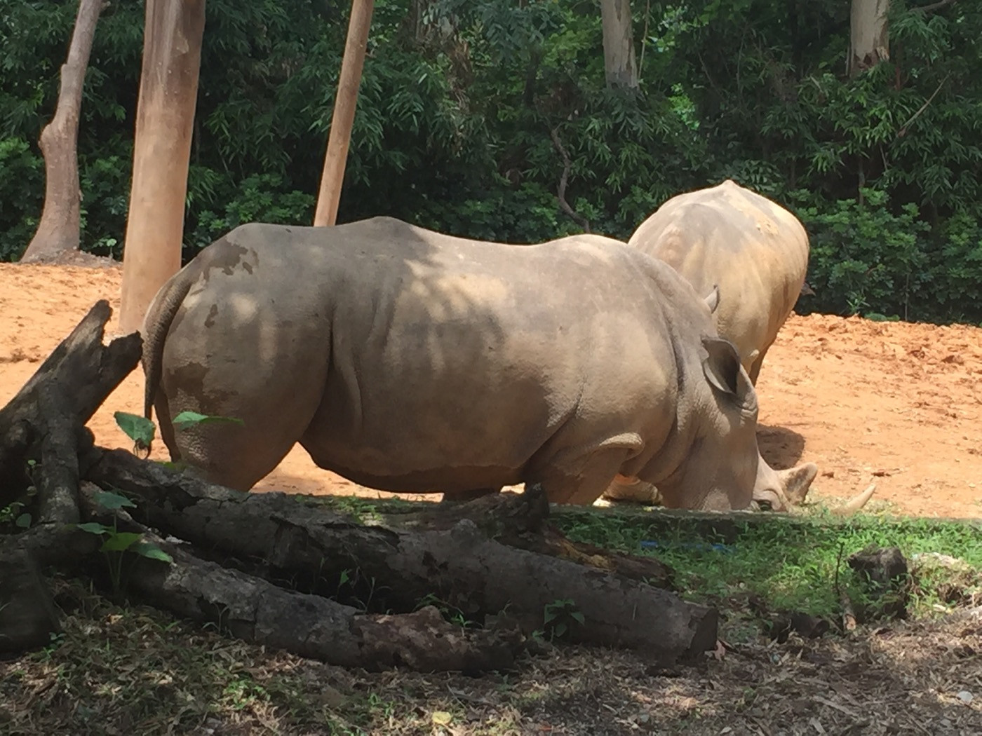 广州长隆野生动物世界旅游攻略,广州长隆野生动物王国攻略