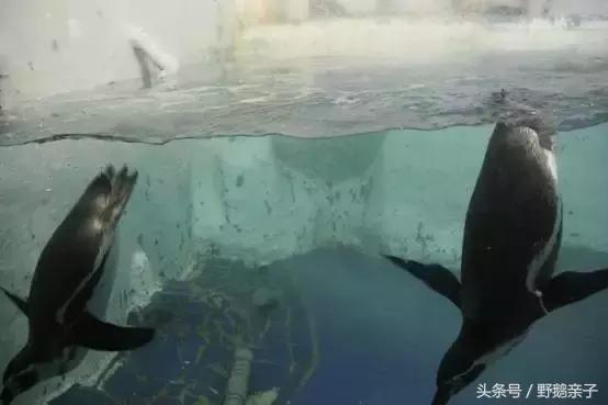 这个夏天去北京旅游好玩吗,夏天适合去的海底世界