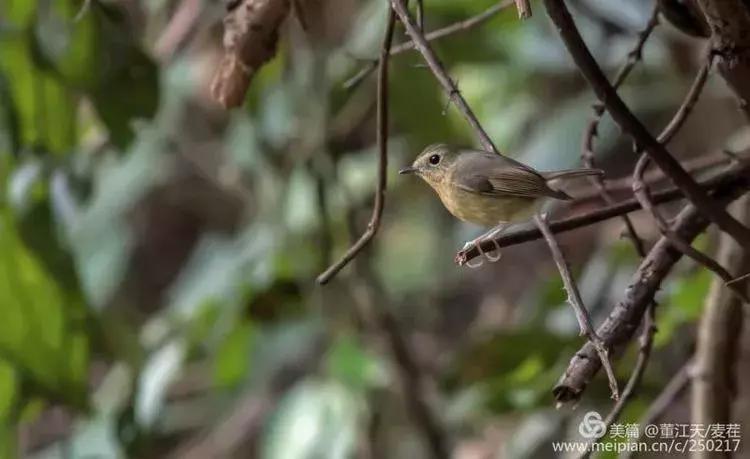 滇西拍鸟攻略,滇西观鸟的图片
