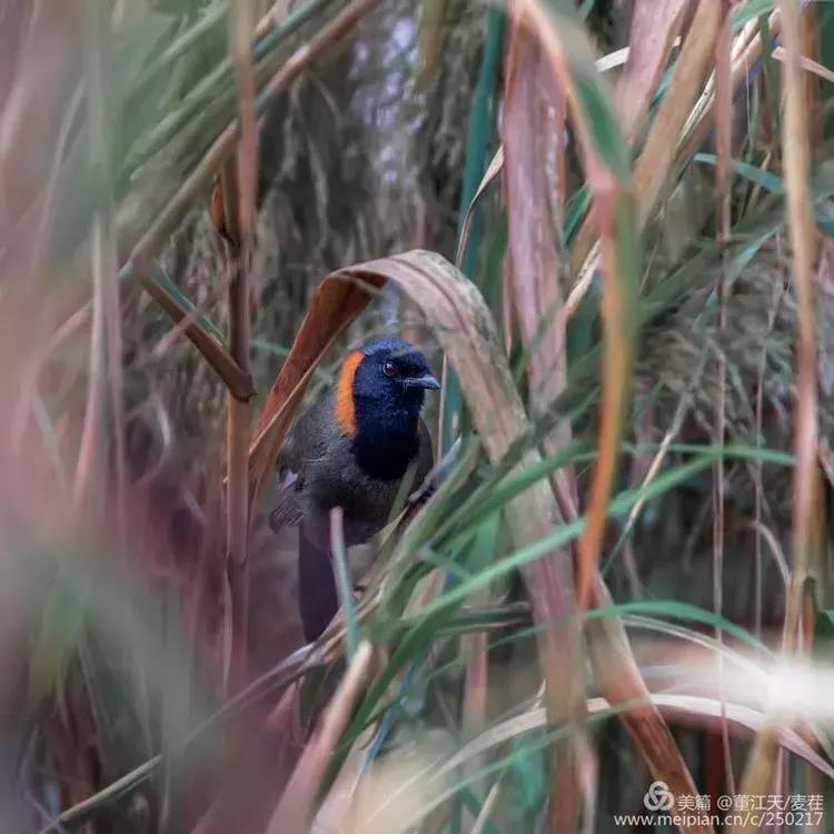 滇西拍鸟攻略,滇西观鸟的图片