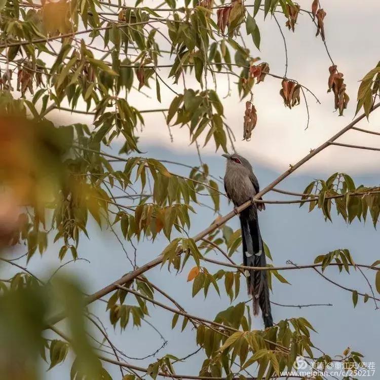 滇西拍鸟攻略,滇西观鸟的图片