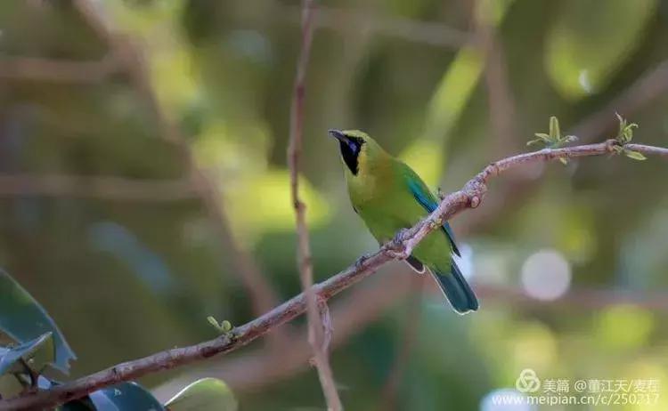 滇西拍鸟攻略,滇西观鸟的图片