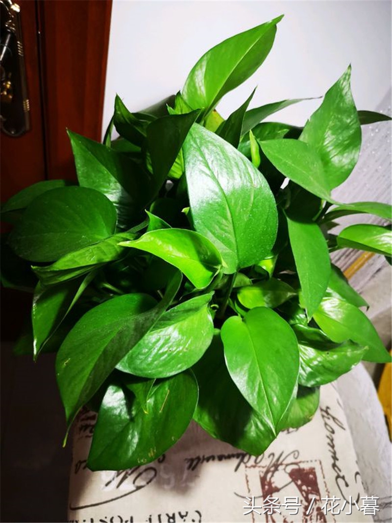 绿萝怎么养才能更旺盛不黄叶,绿油油绿萝冬天黄叶